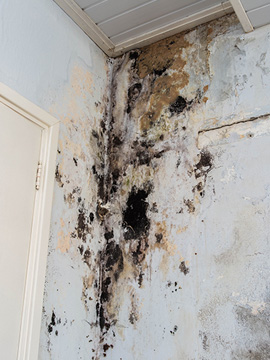 Mold Damage Restoration