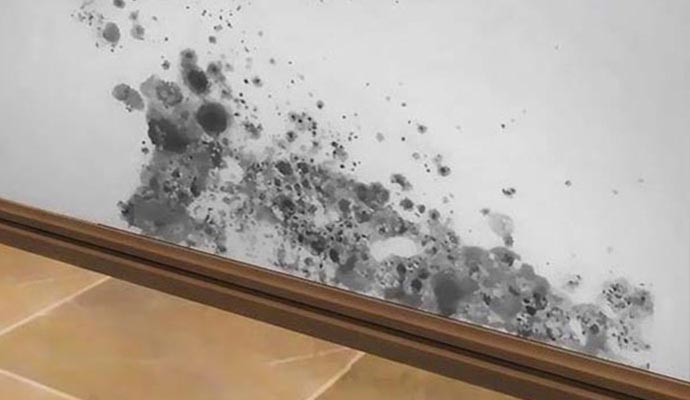 Mold Remediation